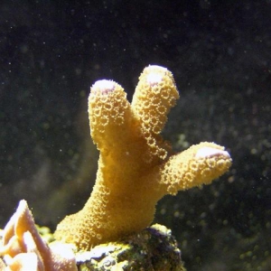 Acro frag