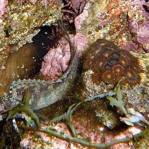 Lawnmower Blenny