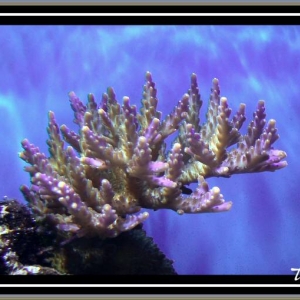 Purple Acropora sp.