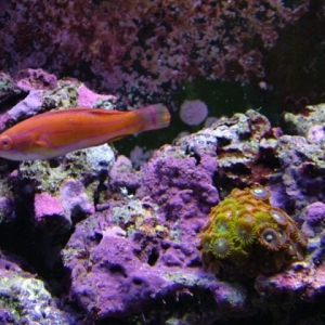 wrasse