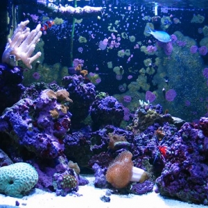 My tank