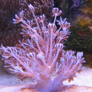 My new Pulsating Frag