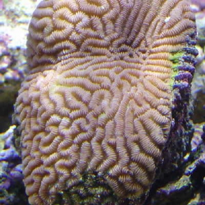 Platygyra Brain coral