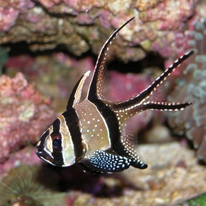 Banggai