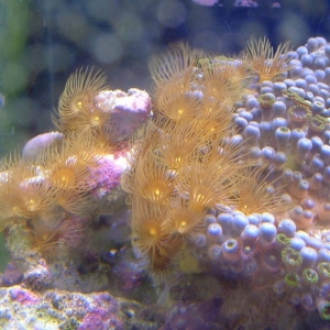 Yellow Polyps