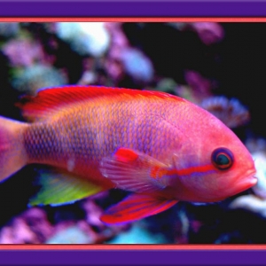 Anthias