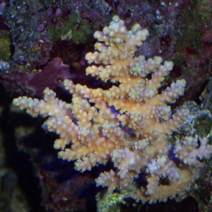 Tri-colored Acro