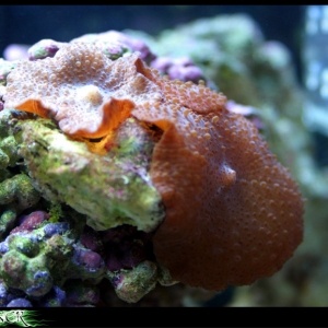 Orange Mushroom