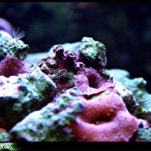 Purple with blue spots shroom