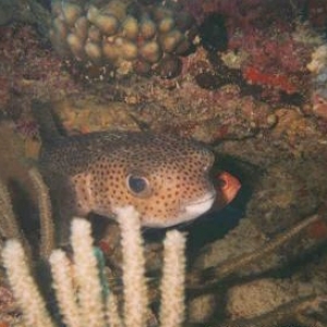 Dive Pic