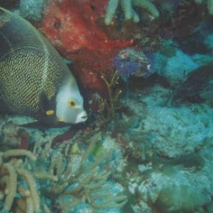Dive Pic