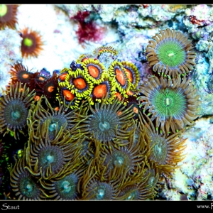 Long-tentacled greens