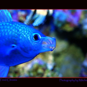 Blue Chromis Wallpaper