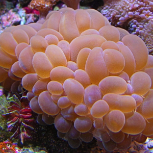 bubble1