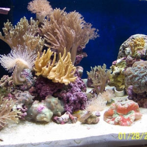 Left side of the tank.