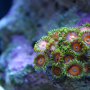 Green Zoas with Orange Centers