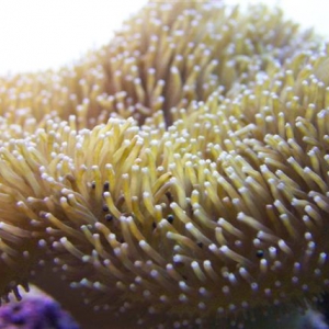 Our_Toadstool_Mushroom