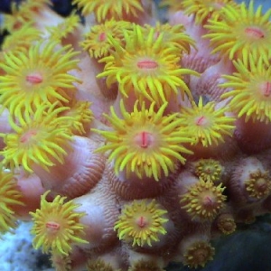 Sun Coral