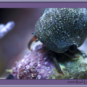 hermit-eyes5444framed