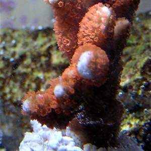 Orange Digi Frag