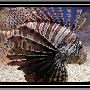 Lionfish at New England Aquarium