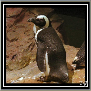 Penguin at New England Aquarium