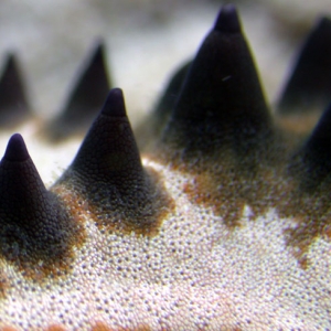 starfish-5