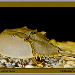 Horseshoe crab