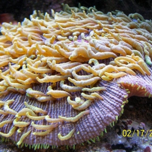 Plate coral