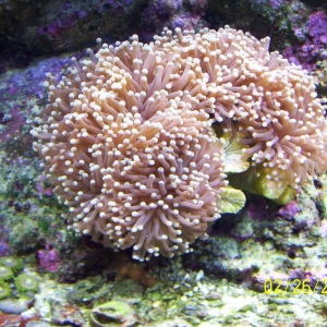 Torch coral