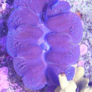 Purple clam.