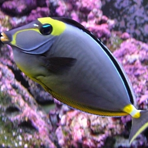 naso tang