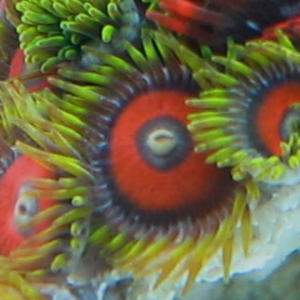 Orange Zoanthids