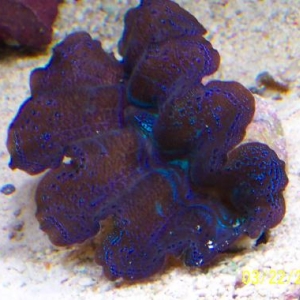 Crocea clam