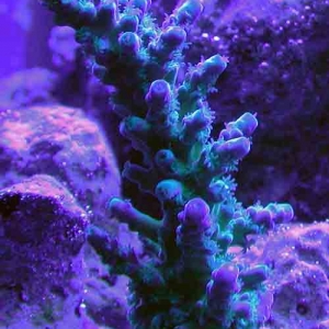 blue tort frag