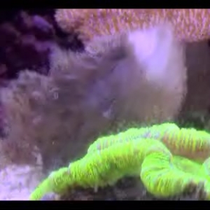 Angler Feeding - pt2