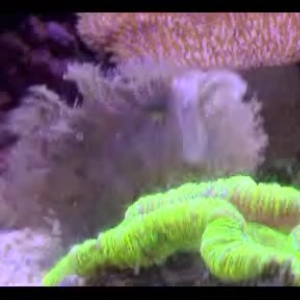 Angler Feeding - pt 3