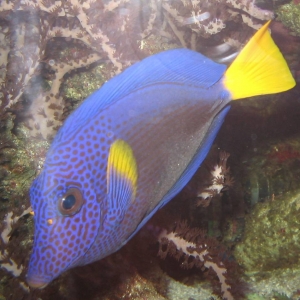 red sea purple