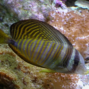 Sailfin Tang