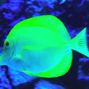 yellow tang under actinics