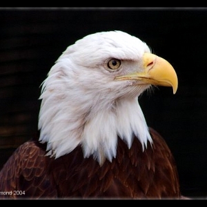 Eagle