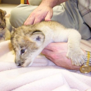 Lion Cubs