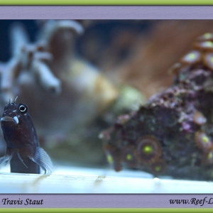 I so dig blennies.