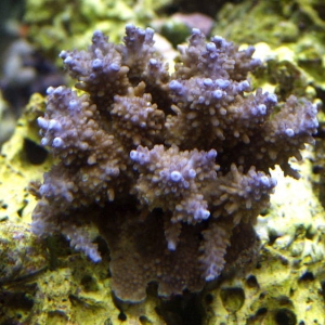 Unidentified Acropora spp.