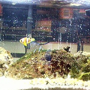 10G Nano on 4/4/04
