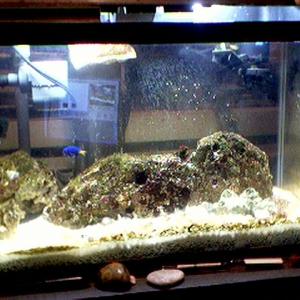 10G Nano on 4/13/04