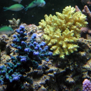 Acropora Selago