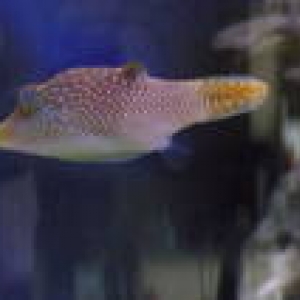 Blue Spotted Hawaiin Puffer