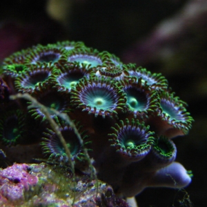 zoanthid