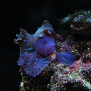 blue shrooms and button polyps